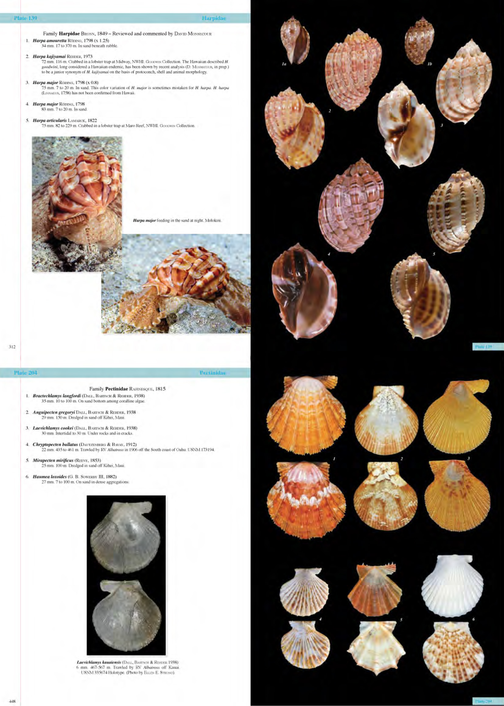 New Book Shells Of The Hawaiian Islands Broward Shell Club