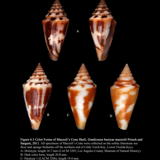 Petuch Amp Sargent Publish Rare And Unusual Shells Of South